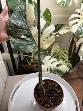 Highly Variegated Monstera Albo Halfmoon Premium Cutting with Fenestrations